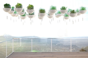 陽臺上懸浮的綠色植物 陽臺上懸浮的綠色植物