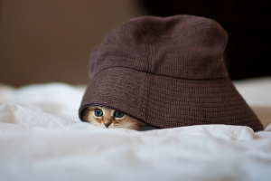 小貓黛西(四) 小貓黛西(四)