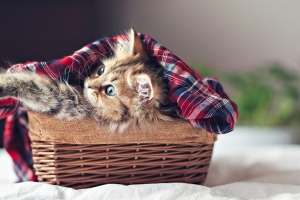 小貓黛西(六) 小貓黛西(六)