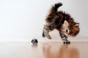 小貓黛西(七) 小貓黛西(七)