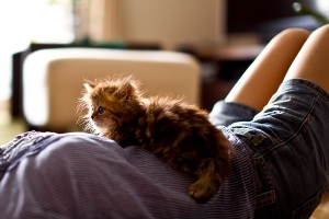 小貓黛西(十二) 小貓黛西(十二)