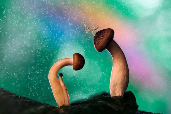 夢幻昆蟲照(二) 夢幻昆蟲照(二)