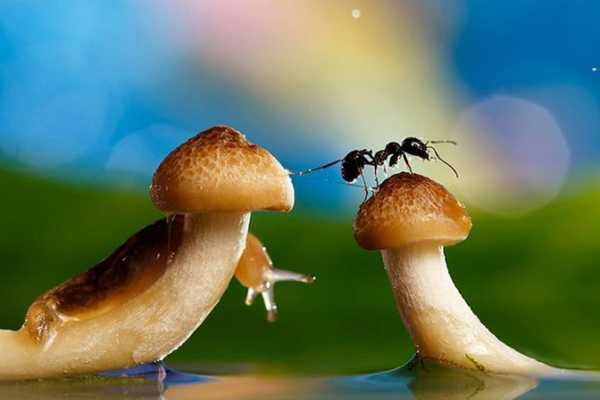 夢幻昆蟲照(六) 夢幻昆蟲照(六)