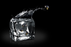 Ice Fishing 冰凍魚缸(五) Ice Fishing 冰凍魚缸(五)