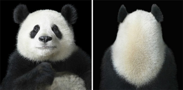 動物風(fēng)情更甚于人（二）