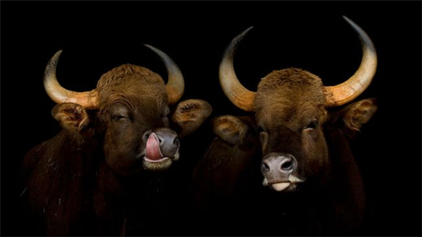 精彩的野生動物攝影（六）