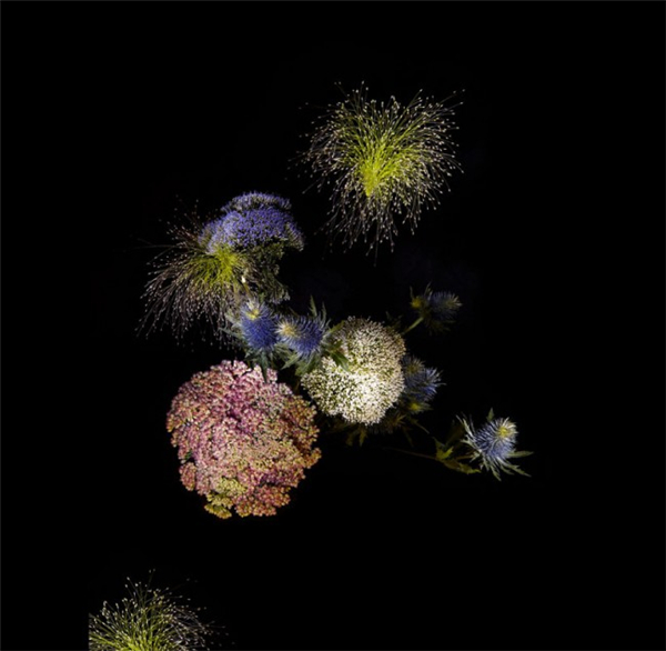 美膩的花瓣煙花（二）