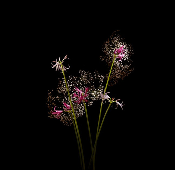 美膩的花瓣煙花（五）