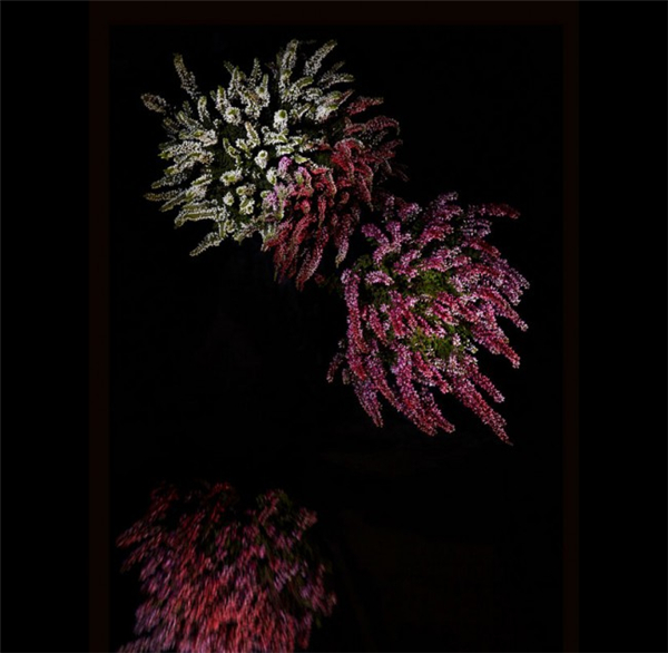 美膩的花瓣煙花（七）
