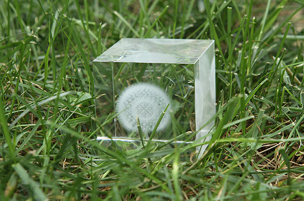 蒲公英水晶立方體