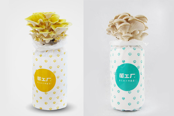 盆栽蘑菇